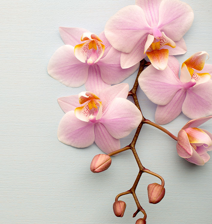 Massage et réflexologie plantaire Agen